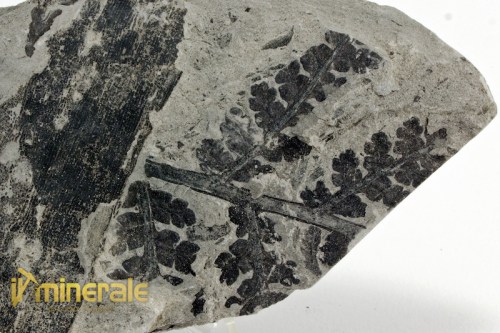 FS923-3_fossili_collezione_vegetali_felci_diecksonites_francia.logo