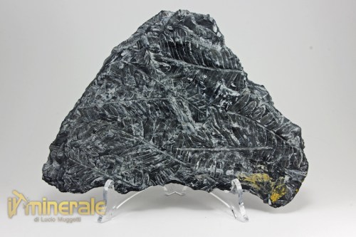 FS926-2_fossili_collezione_vegetali_felci_alethopteris_pennsylvania.logo