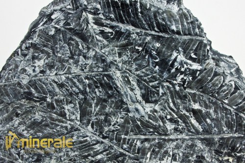 FS926-3_fossili_collezione_vegetali_felci_alethopteris_pennsylvania.logo