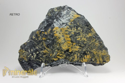 FS926-4_fossili_collezione_vegetali_felci_alethopteris_pennsylvania.logo