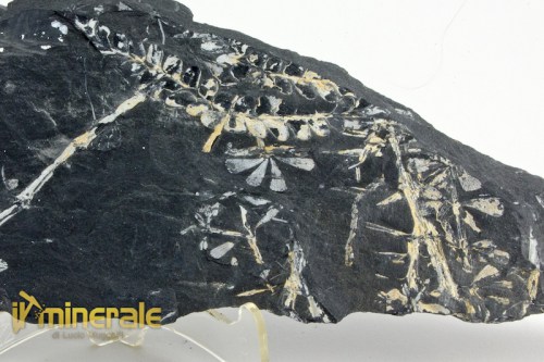 FS935-3_fossili_collezione_vegetali_felci_sphenophyllum_pennsylvania.logo