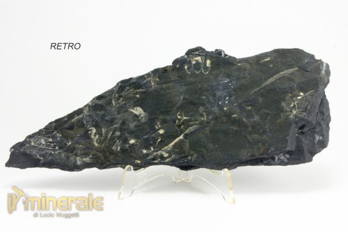 FS935-4_fossili_collezione_vegetali_felci_sphenophyllum_pennsylvania.logo