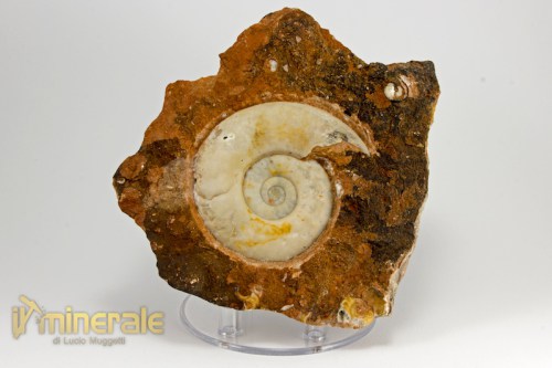 FS938-2_fossili_collezione_invertebrati_ammoniti_ophiceras_indonesia.logo