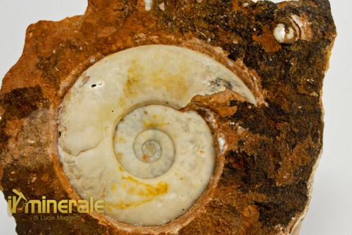 FS938-3_fossili_collezione_invertebrati_ammoniti_ophiceras_indonesia.logo