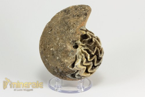 FS940-2_fossili_collezione_invertebrati_ammoniti_halarites_indonesia.logo