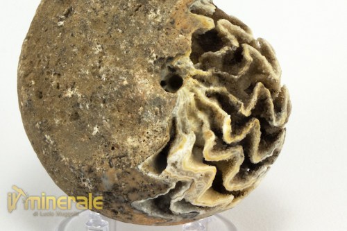 FS940-3_fossili_collezione_invertebrati_ammoniti_halarites_indonesia.logo