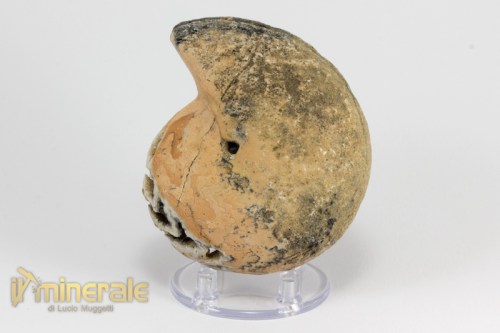 FS940-4_fossili_collezione_invertebrati_ammoniti_halarites_indonesia.logo