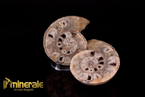 FS941-1_fossili_collezione_molluschi_ammoniti_nigeria