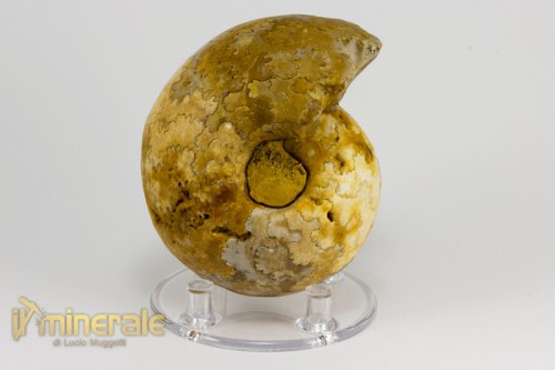 FS941-2_fossili_collezione_invertebrati_ammoniti_vascoceras_nigeria.logo