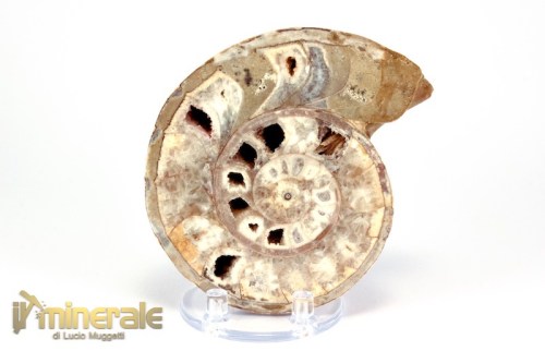 FS941-2_fossili_collezione_molluschi_ammoniti_nigeria