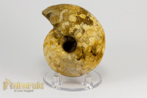 FS941-3_fossili_collezione_invertebrati_ammoniti_vascoceras_nigeria.logo