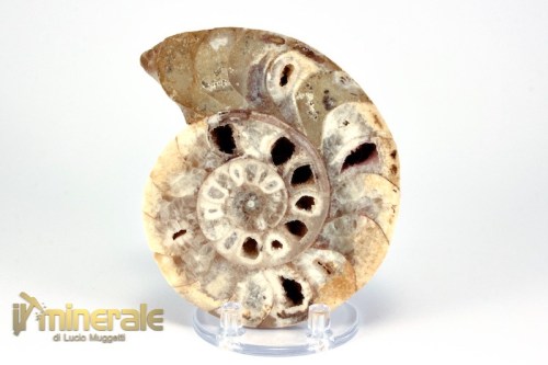 FS941-3_fossili_collezione_molluschi_ammoniti_nigeria