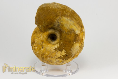 FS942-2_fossili_collezione_invertebrati_ammoniti_vascoceras_nigeria.logo