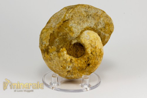 FS942-3_fossili_collezione_invertebrati_ammoniti_vascoceras_nigeria.logo