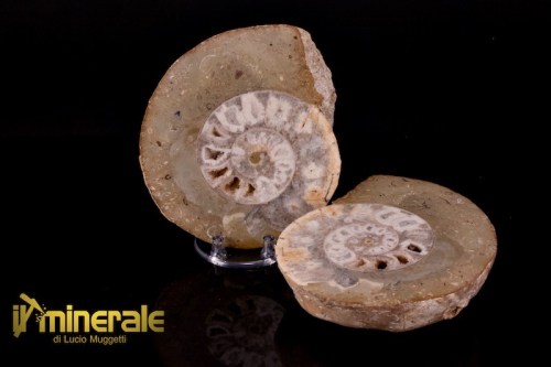 FS943-1_fossili_collezione_molluschi_ammoniti_nigeria