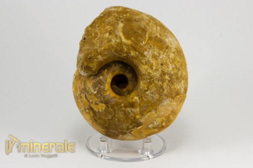 FS943-2_fossili_collezione_invertebrati_ammoniti_vascoceras_nigeria.logo