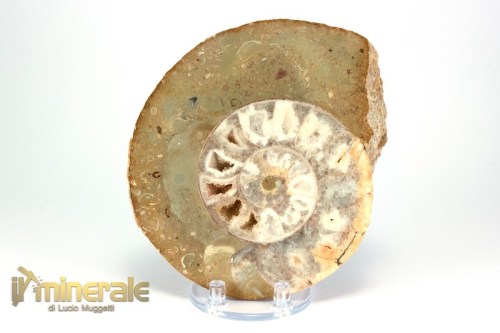 FS943-2_fossili_collezione_molluschi_ammoniti_nigeria