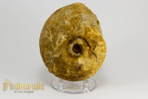 FS943-3_fossili_collezione_invertebrati_ammoniti_vascoceras_nigeria.logo