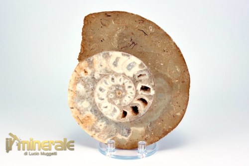 FS943-3_fossili_collezione_molluschi_ammoniti_nigeria