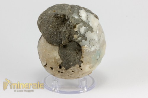 FS944-2_fossili_collezione_invertebrati_ammoniti_paravascoceras_nigeria.logo