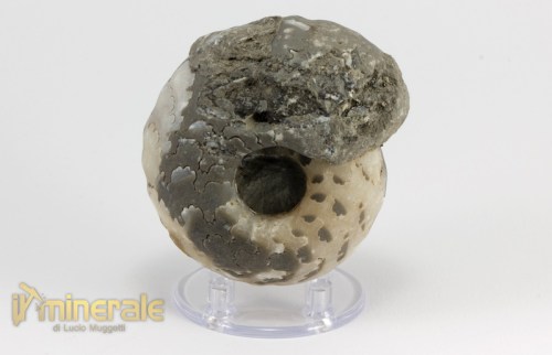 FS944-3_fossili_collezione_invertebrati_ammoniti_paravascoceras_nigeria.logo