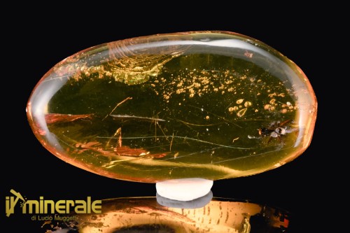 FS945-1_fossili_collezione_ambra_santodomingo_insetti_formica_aria