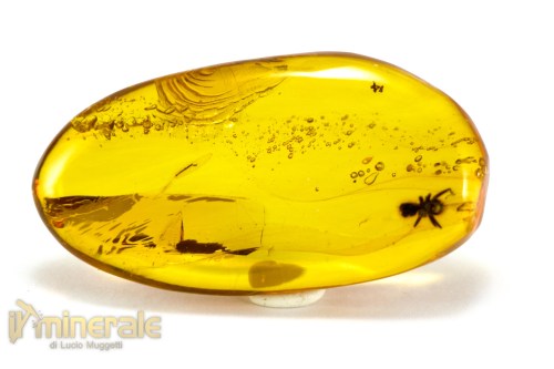 FS945-2_fossili_collezione_ambra_santodomingo_insetti_formica_aria