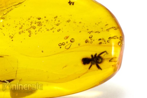 FS945-3_fossili_collezione_ambra_santodomingo_insetti_formica_aria