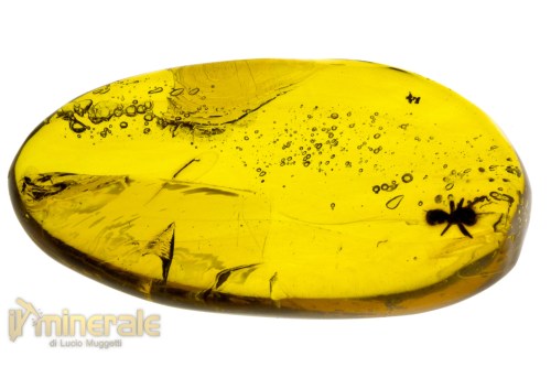 FS945-4_fossili_collezione_ambra_santodomingo_insetti_formica_aria