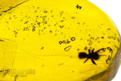 FS945-5_fossili_collezione_ambra_santodomingo_insetti_formica_aria