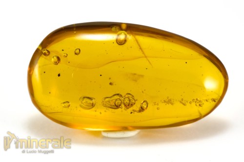 FS946-2_fossili_collezione_ambra_santodomingo_acqua_ditteri