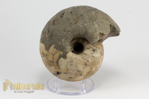 FS946-2_fossili_collezione_invertebrati_ammoniti_vascoceras_nigeria.logo