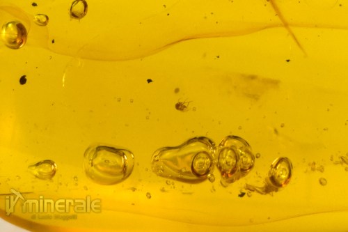 FS946-3_fossili_collezione_ambra_santodomingo_acqua_ditteri