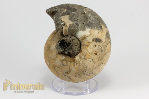 FS946-3_fossili_collezione_invertebrati_ammoniti_vascoceras_nigeria.logo