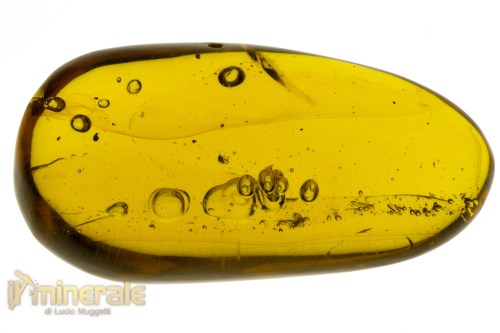 FS946-4_fossili_collezione_ambra_santodomingo_acqua_ditteri