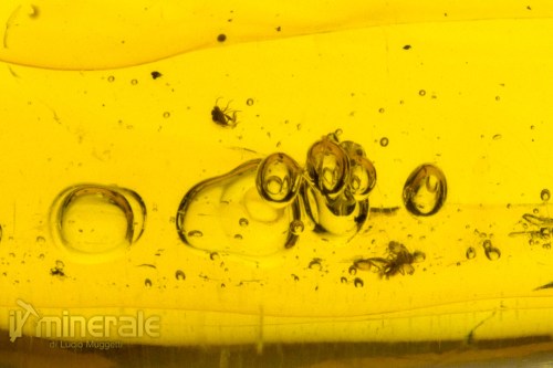 FS946-5_fossili_collezione_ambra_santodomingo_acqua_ditteri