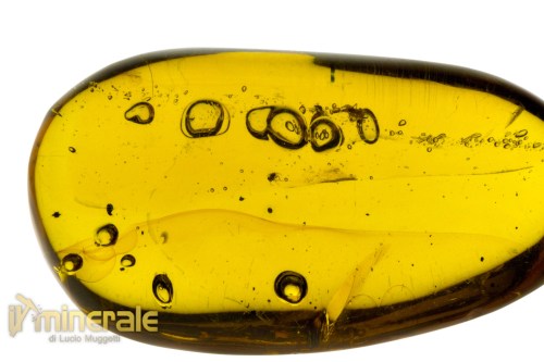 FS946-6_fossili_collezione_ambra_santodomingo_acqua_ditteri