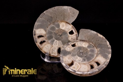 FS947-1_fossili_collezione_molluschi_ammoniti_nigeria