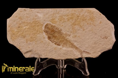 FS947-1_fossili_collezione_vertebrati_pesci_diplomistus_wyoming