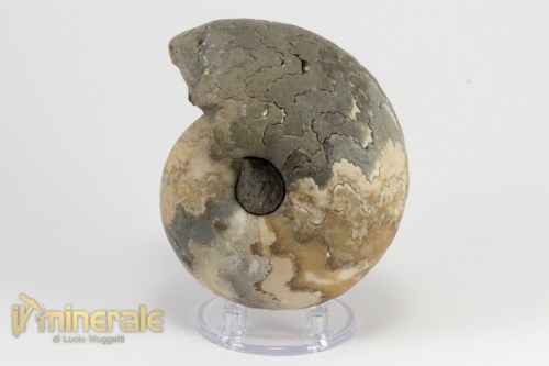 FS947-2_fossili_collezione_invertebrati_ammoniti_vascoceras_nigeria.logo