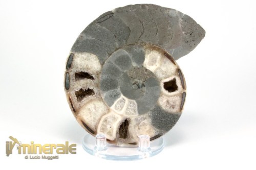 FS947-2_fossili_collezione_molluschi_ammoniti_nigeria