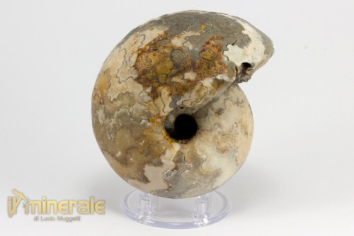 FS947-3_fossili_collezione_invertebrati_ammoniti_vascoceras_nigeria.logo