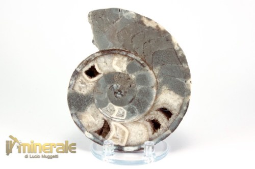 FS947-3_fossili_collezione_molluschi_ammoniti_nigeria