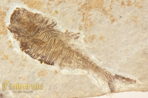 FS947-3_fossili_collezione_vertebrati_pesci_diplomistus_wyoming