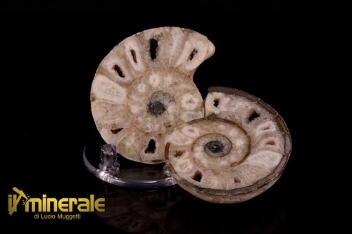 FS948-1_fossili_collezione_molluschi_ammoniti_nigeria