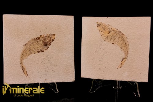FS948-1_fossili_collezione_vertebrati_pesci_diplomistus_wyoming
