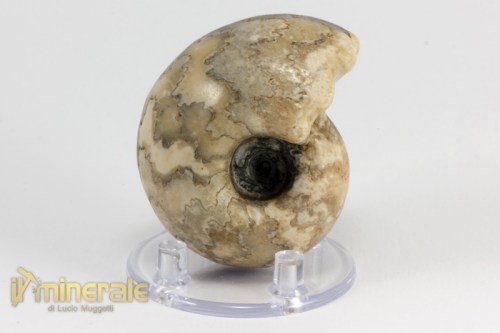 FS948-2_fossili_collezione_invertebrati_ammoniti_vascoceras_nigeria.logo