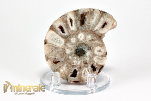 FS948-2_fossili_collezione_molluschi_ammoniti_nigeria