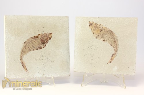 FS948-2_fossili_collezione_vertebrati_pesci_diplomistus_wyoming