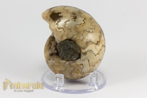 FS948-3_fossili_collezione_invertebrati_ammoniti_vascoceras_nigeria.logo